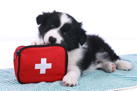 First Aid Animal Care Clinic