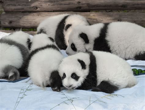 It Doesnt Get Much Cuter Watch This Video Of 36 Baby Giant Pandas