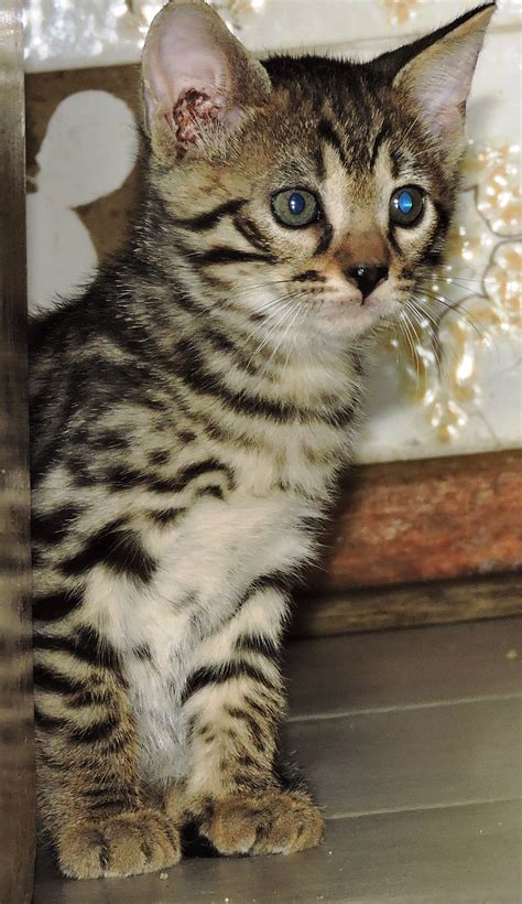 As well as many rescues cats for sale there are a huge variety of breeds available including persian cats ragdoll cats and siamese cats. Bengal kittens for sale | Junk Mail