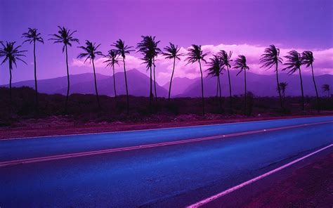 Grey Concrete Road And Palm Trees Nature Landscape Sunset Palm