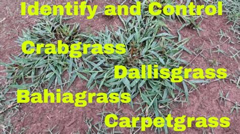 Carpet Grass Weed