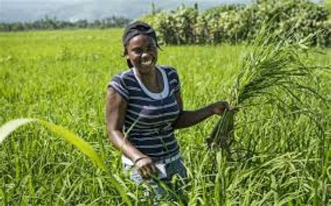 How the United States crippled Haiti's domestic rice ...