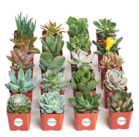 Get 20 Succulents On Amazon For 140 Each Mybjswholesale