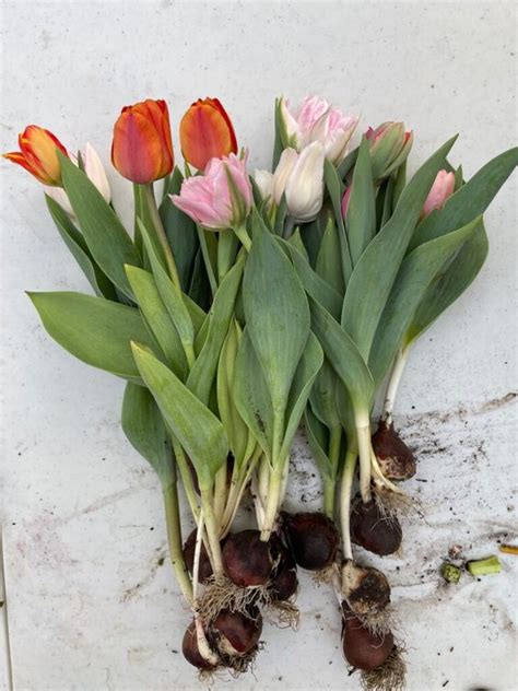 How To Plant Tulip Bulbs 8 Steps The Tech Edvocate