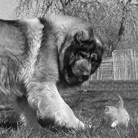 Caucasian Shepherd Dog Dog Breed Information - American ...