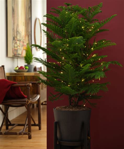 The Benefits Of A Living Christmas Tree Bloomscape