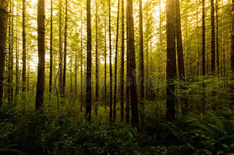 Trees Of An Oregon Forest Stock Photo Image Of Scene 54808716