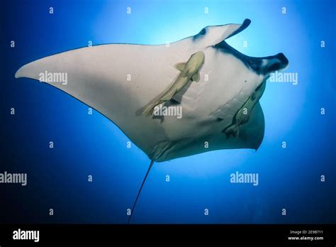 Giant Oceanic Manta Ray Manta Birostris With Attached Remora Swimming