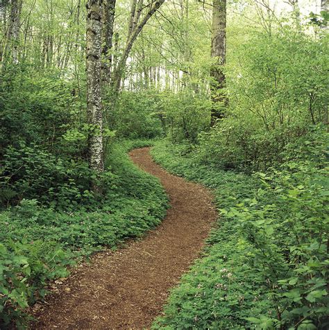 Path Through Woods Photograph By Bert Klassen