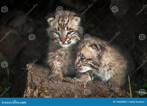 Baby Bobcat Kits Lynx Rufus Look Out From Log Stock Image Image Of
