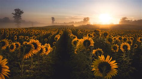 Wallpaper Sunflowers Morning Fog Sunrise 1920x1080 Full Hd 2k