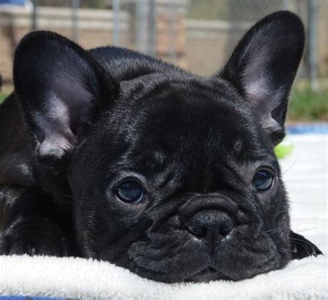 Largest list of top french bulldog breeders. Amazing AKC French Bulldog Females for Adoption for Sale ...