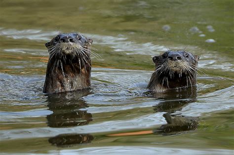 Your Kids Can Swim With Otters At This Louisiana Animal Preserve