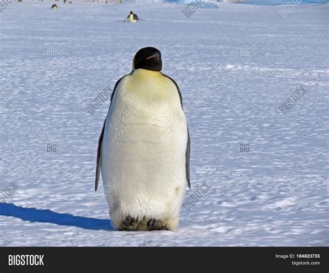 Emperor Penguin Standing On Snow Image And Photo Bigstock