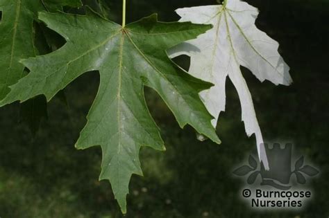 Acer Saccharinum From Burncoose Nurseries Plant Leaves Silver Maple