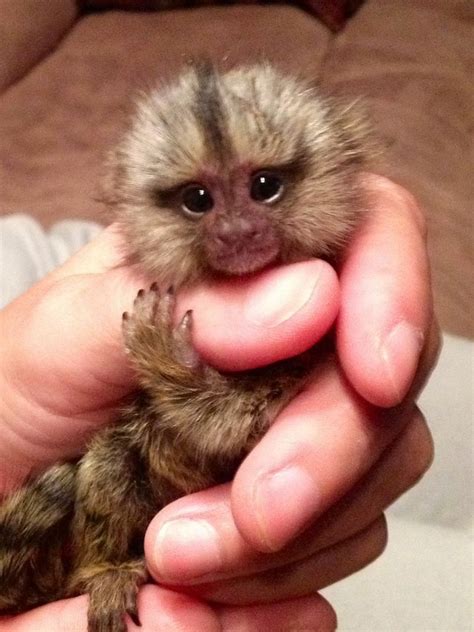 Super Cute Pet Monkey Cute Baby Monkey Cute Monkey
