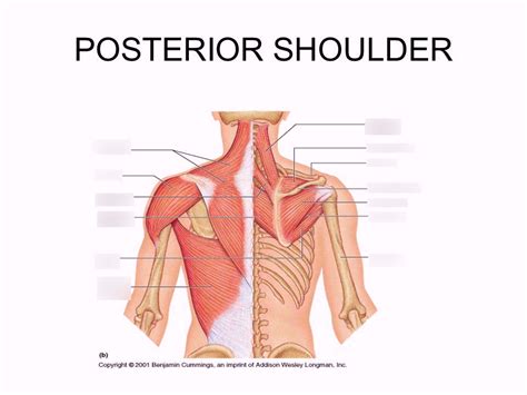 Posterior Shoulder Muscles Diagram Quizlet