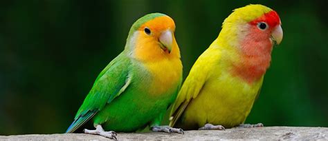 7 Cara Merawat Burung Lovebird Agar Gacor Dan Ngekek Panjang PintarPet
