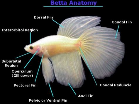 Aqua Fanatic Betta Anatomy