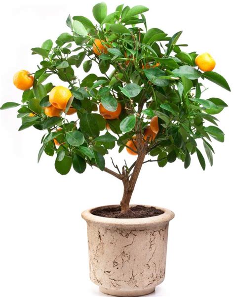Potted Orange Tree Care