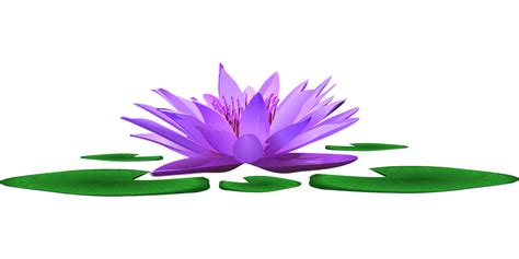Lily Pads Png Png Smooth Edges Download