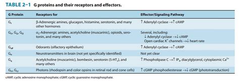 G Proteins And Second Messengers