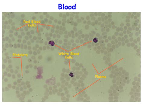 White Blood Cells Slide Labeled