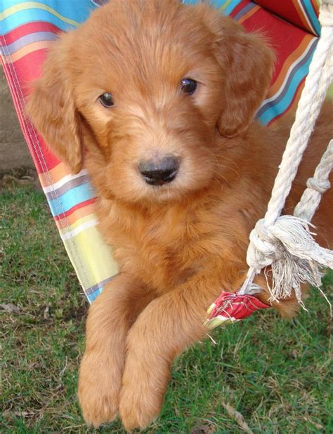 Keep in mind that the f1b will not necessarily look like a poodle or have the temperament of a poodle. Puppies - Irish Doodle & Goldendoodle Puppies For Sale ...