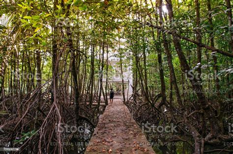 Super Big Mangle Tree In Thailand Tropical Mangrove Swamp Forest Stock