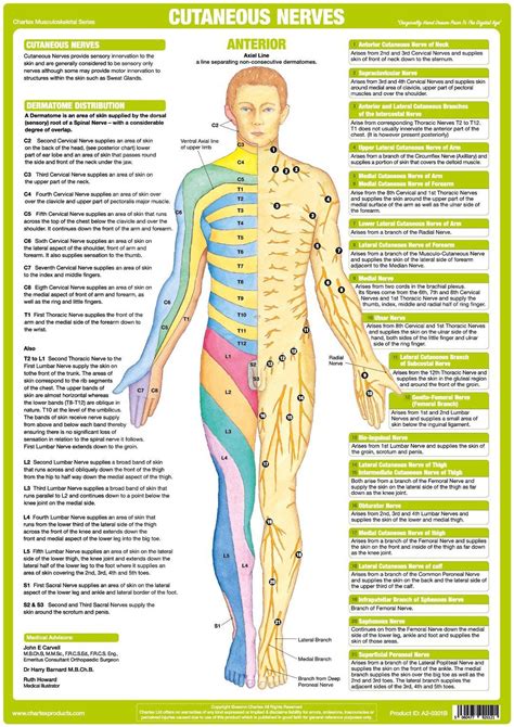 Nervous System Anatomy Charts Set Of 6 Nerve Anatomy Nervous
