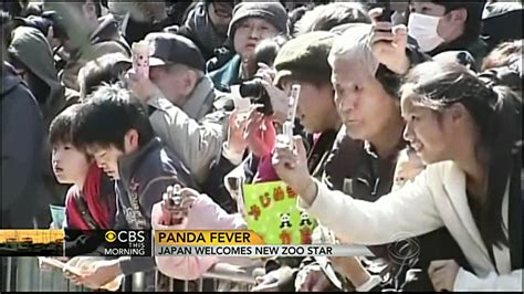 Tokyo Zoo Celebrates Birth Of Baby Panda Youtube