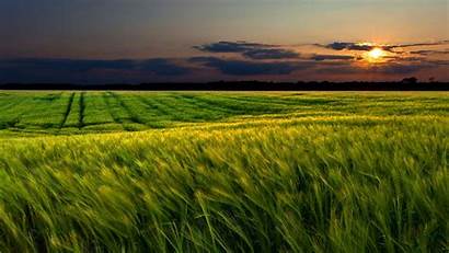 Field Wheat Sunset Landscape Plains Wallpapers Desktop
