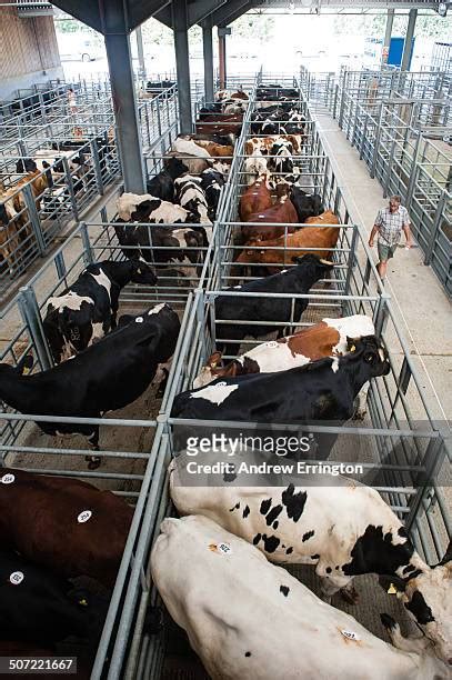 Ashford Livestock Market Photos And Premium High Res Pictures Getty