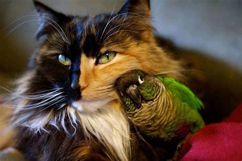 Tortie Cat And Cuddly Parrot