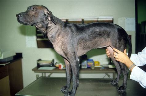 Image Dog In Prior Image As An Adult With Alopecia Msd Veterinary Manual