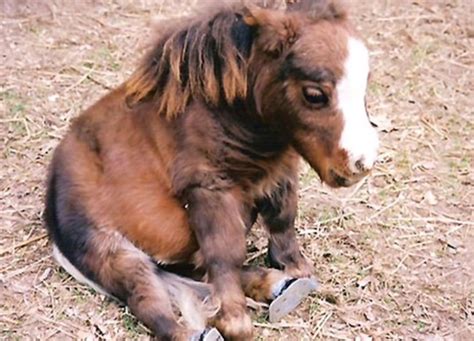 This Is The Worlds Smallest Horse And Shell Melt Your Heart