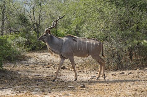 Greater Kudu Wildlife Vagabond