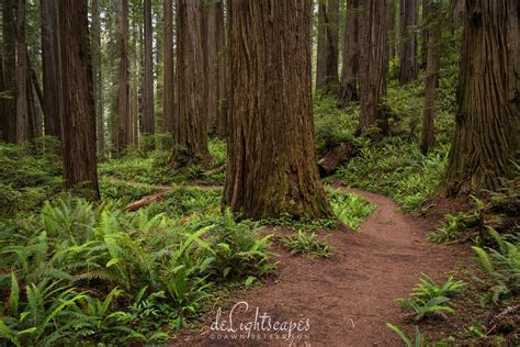 Curved Path Through The Redwoods Forests And Trees Delightscapes