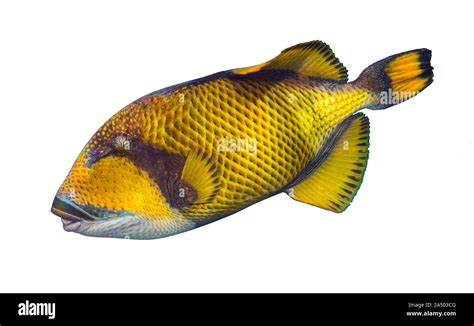 Giant Titan Triggerfish Biggest Coral Reef Trigger Fish Isolated On