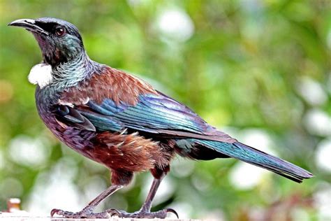 Tui New Zealand Birds Online