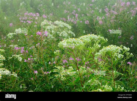 Late Summer Wildflowers In Old Field Fireweed Epilobium Angustifolium
