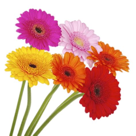 Gerbera Background Png Png All Png All