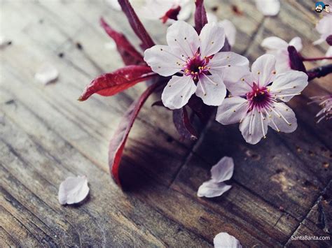 500 Cherry Blossom Wallpapers