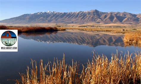 Edible Native Plants Archives Wild About Utah Rainwater Harvesting