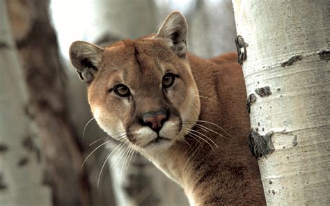 Free Download Cougar Wallpapers Hd
