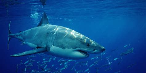 Great White Shark Conservation