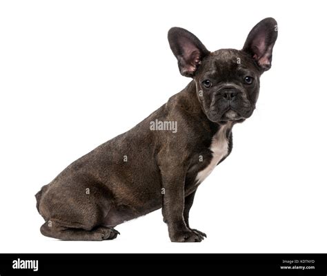 French Bulldog Puppy 5 Months Old Stock Photo Alamy