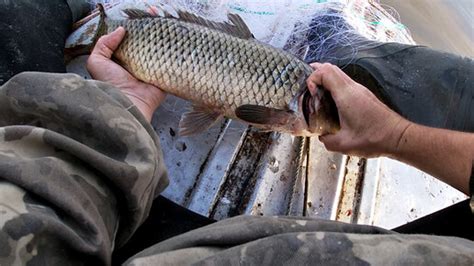Рыбалка сетями Наловил мешок рыбы Amur fisherman Дзен