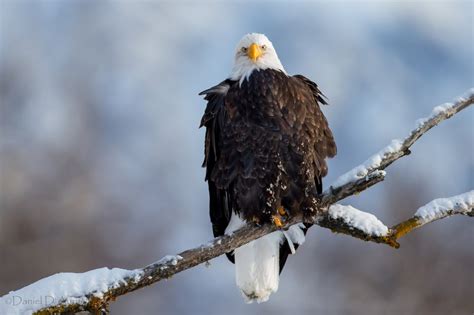 3840x2160 Resolution American Bald Eagle Perched On Tree Branch Hd