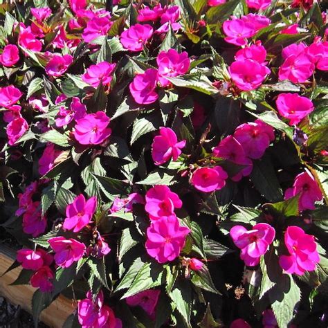 Impatiens ‘sunpatiens Compact Purple Greenhouse Product News